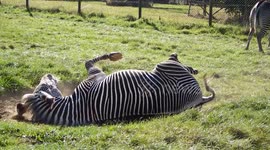 Just a zebra enjoying a good roll in some dust