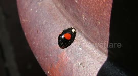 Greenfly sneaks past dozing ladybird