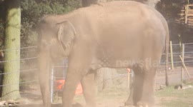 Elephant sand bath