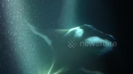 Manta Ray Night