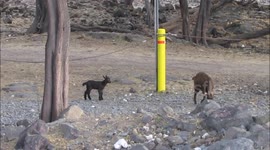 Baby Goats with Mom