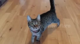 Cat trained to do dog tricks