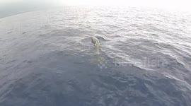 Bottlenose Dolphins Playing With Us!