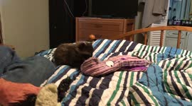 Baby raccoon plays with dog toys