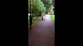 My dog Molly tries to get her stick through the bicycle gate :)