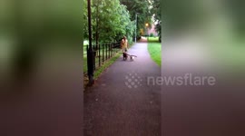 Newsflare Edit - My dog Molly tries to get her stick through the bicycle gate :)