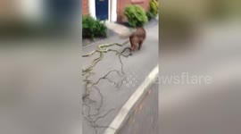 Fetch! Dog decides to bring tree back home after her walk, hilarious dog