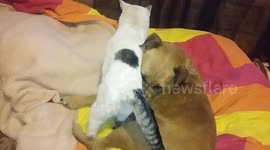 Male cat and female dog terrie love!!!