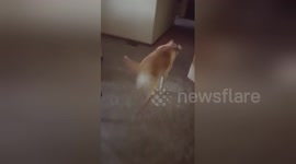Dog makes 1,500 mile to trip to join cancer-suffering owner