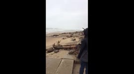 Storm Surge Brings Large Trees Onshore
