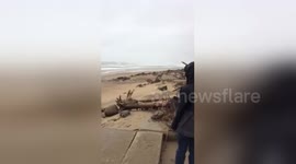 Newsflare Edit - Storm Surge Brings Large Trees Onshore