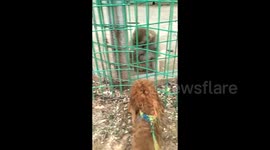 A dog fights against a monkey