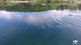 Must see! Killler whale drone footage