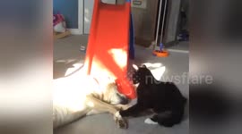 Dog and cat play fight adorably