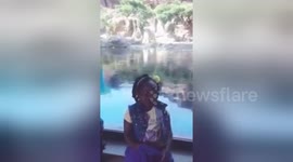Polar bear appears to dance behind child singer
