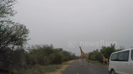 Baby giraffe slips on road