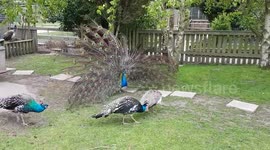 Peacock Dating Tips!