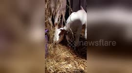 Newsflare Edit - Cute baby goat stealing its mums hay!