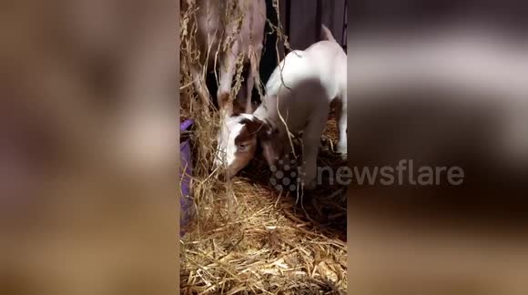 Newsflare Edit - Cute baby goat stealing its mums hay!