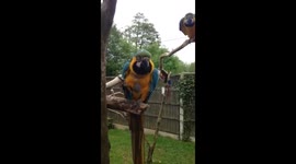 Parrot waving Goodbye!!