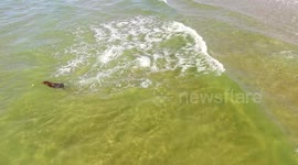 Drone Footage Of Dog Swimming In Sea On Beautiful Day