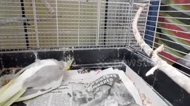 Free Range Cockatiel Eggs Claimed Not Lost but Found