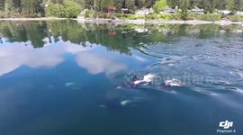 Drone footage of pod of killer whales swimming in Puget Sound