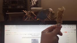 Hungry budgie follows owner's hand wherever it goes