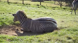 Newsflare Edit - Just a zebra enjoying a good roll in some dust