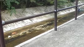 May 7, 2017 Barking Deer Trapped Water Catchment