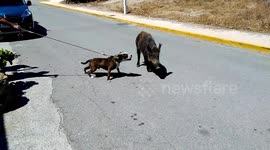 Calm wild boar blanks aggressive dog