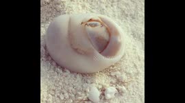 Hermit crab
