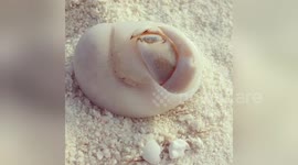 Newsflare Edit - Hermit crab