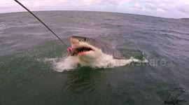 Huge great white shark filmed in South Africa