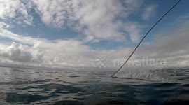 EPIC breach from a great white shark