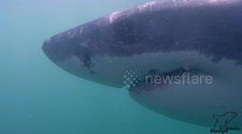 Diver come 'eye-to-eye' with a massive great white shark