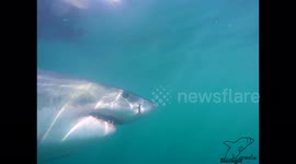 Slow motion footage of great white sharks