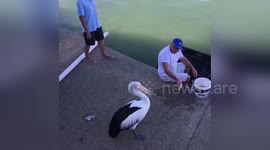 Newsflare Edit - Pelican Rescue Mandurah