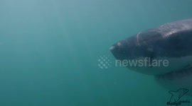 Diver comes 'eye-to-eye' with a massive great white shark