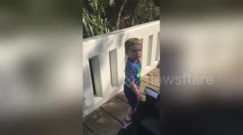 Newsflare Edit - Boxer in a Stroller