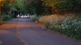 Fox chasing a cat