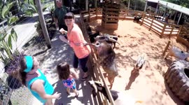 Goat back scratch
