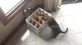 Wine not? Bengal cats playing with old wine box
