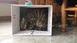 Bengal cat hoards box from his sister