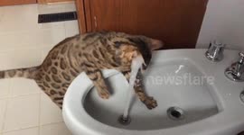 Bengal cat gets splashy with her bidet addiction