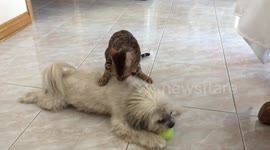 Bengals won't stop bullying their dog uncle