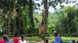 Giraffe scratching itself on tree