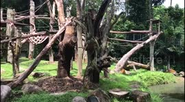 Baby orangutan seeking shelter
