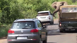 Bull elephant charges Range Rover in South Africa