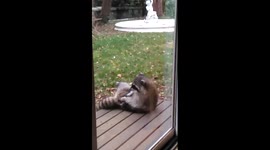 Raccoon grooms itself on our patio